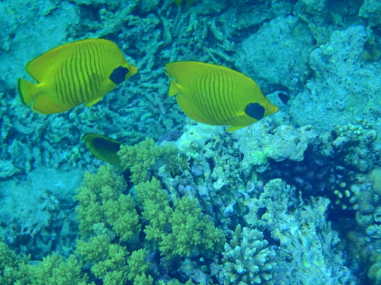 Подводная фотосъемка (Underwater photo shooting)